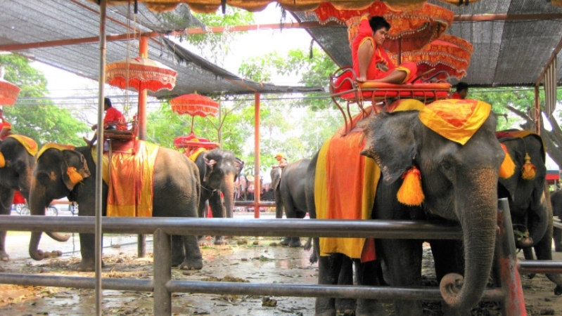 Elephants in Thailand ready for a ride