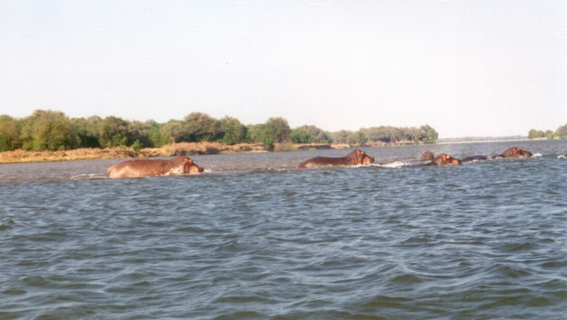 Hippos in Zambezi river