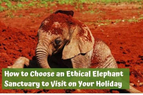 Ethical elephant sanctuary