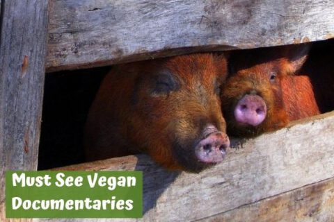 Vegan documentaries