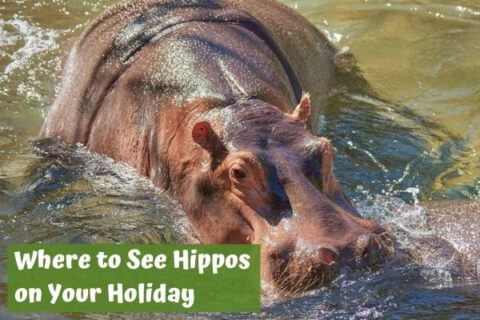 Hippos on your holiday